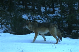 Har påvist 116-119 ulver i Norge