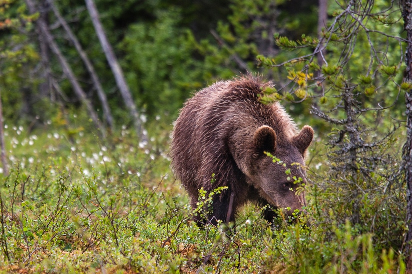 Økning på ti brunbjørner i Norge
