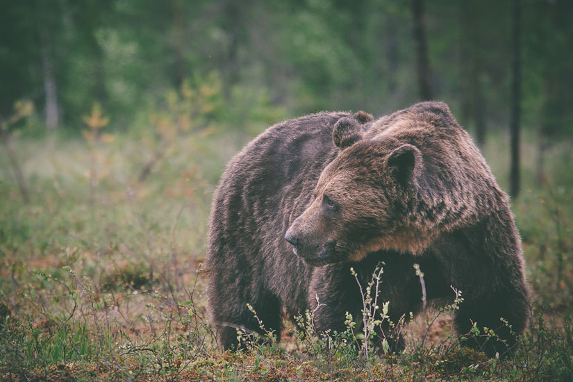 Webinar om DNA-overvåking av bjørn