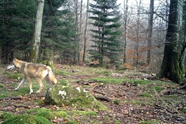 Ulvebestanden i Skandinavia har passert 500 dyr
