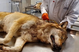 Rovdata undersøker døde rovdyr på laboratoriet