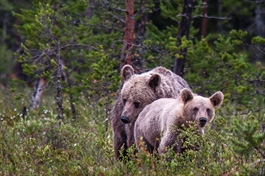 Fortsatt økning i antall brunbjørn i Norge