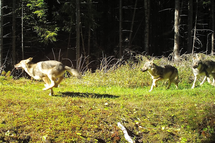 Nedgang i den norske ulvebestanden