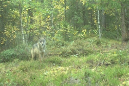 Over 500 ulver i Skandinavia