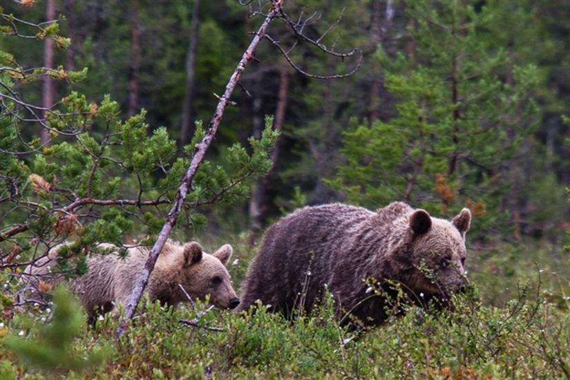 Stabil bjørnebestand i Norge