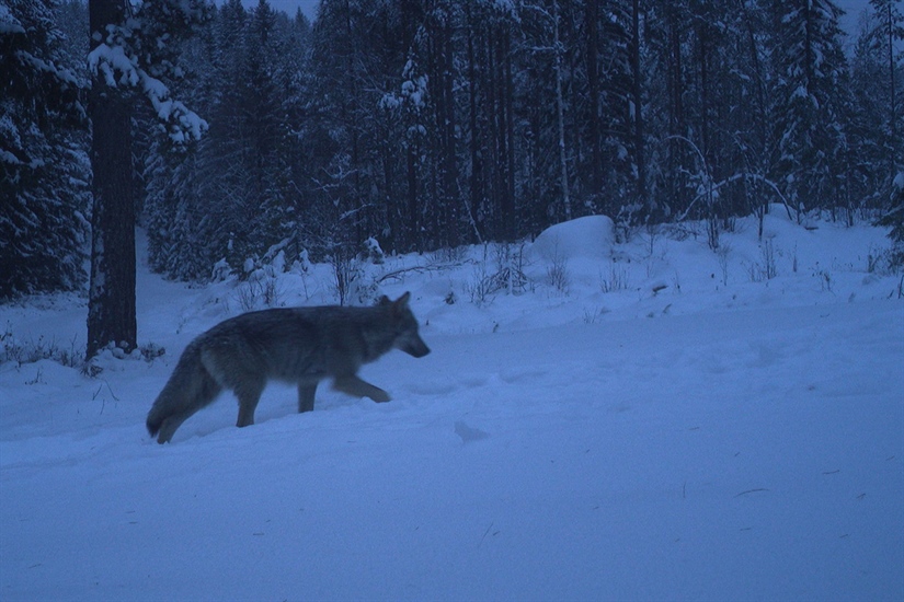Fortsatt nedgang i antall ulver i Norge