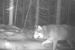 Færre ulver i den skandinaviske ulvebestanden