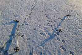 Antall ulv i Norge minker