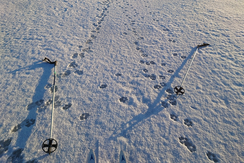 Antall ulv i Norge minker