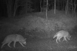 Nedgang i den skandinaviske ulvebestanden