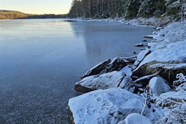 Bli med på vinterens registreringer av store rovdyr