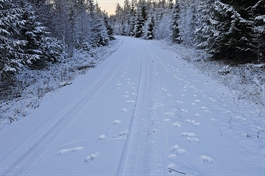 Fire ulvekull er dokumentert hittil i vinter