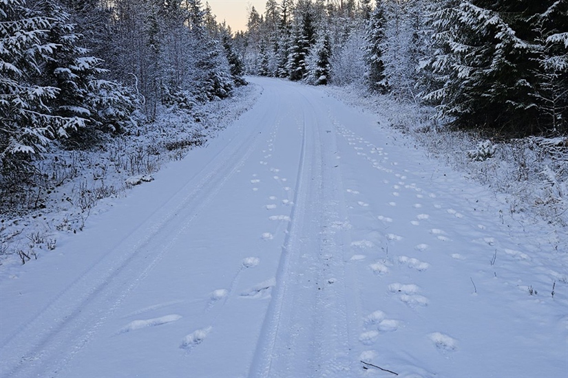 Fire ulvekull er dokumentert hittil i vinter
