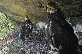 Bedre år for kongeørn i sør enn i nord