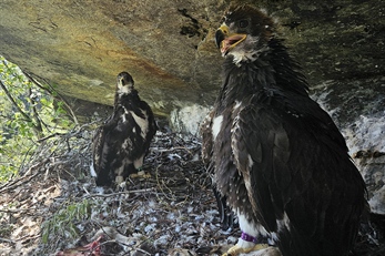 Bedre år for kongeørn i sør enn i nord