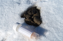 Bli med på årets innsamling av jervskit!