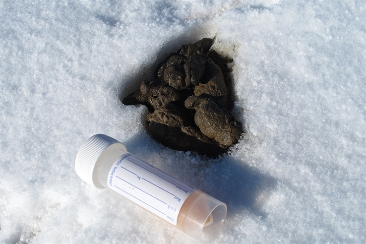 Bli med på årets innsamling av jervskit!