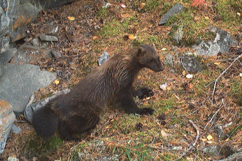 Små endringer i antall jerv i Norge