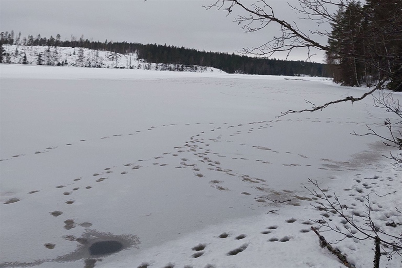 Har påvist 51-55 ulver i Norge hittil i vinter