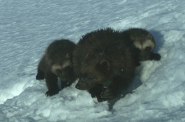 Hold deg oppdatert på registrerte jervekull