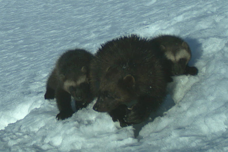 Hold deg oppdatert på registrerte jervekull