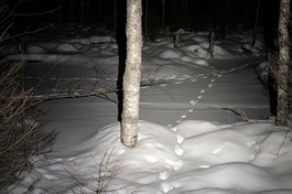 54-57 ulver hittil i vinter