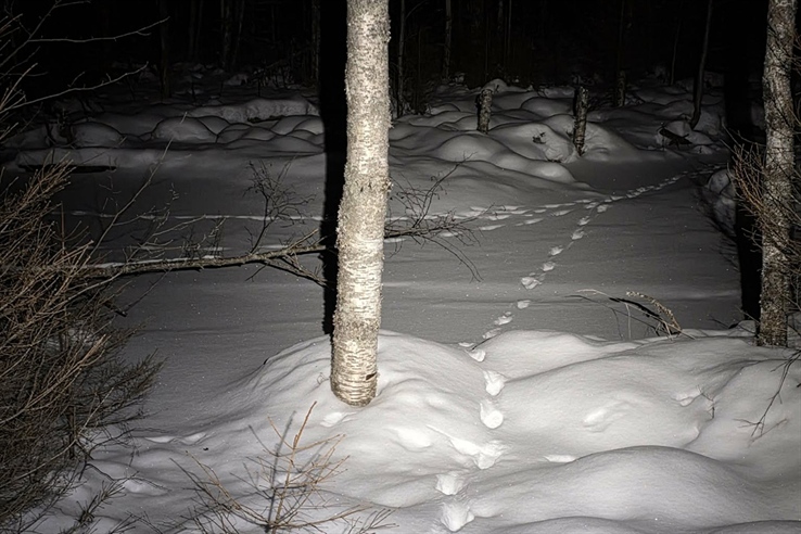 54-57 ulver hittil i vinter