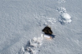 Meld fra om jervskit i påsken