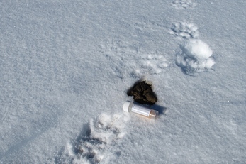 Meld fra om jervskit i påsken