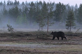 Svak nedgang i antall påviste bjørner i Norge