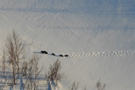 Uendret jervebestand i Norge