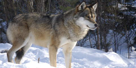 Har påvist tre helnorske ulvekull