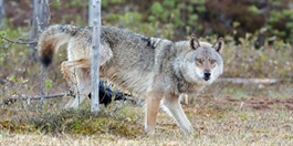 Færre ulver i Norge sist vinter