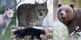 Status for de fire store rovdyrene i Norge