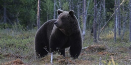 Registrerte færre bjørner i fjor