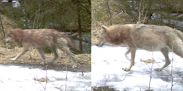 Nye livstegn fra ulveparet i Østmarka