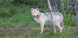 Flere ulver og mindre innavl
