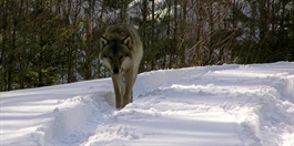 65-73 ulver er påvist i Norge