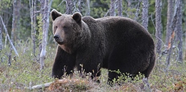 147 bjørner ble påvist i Norge i fjor