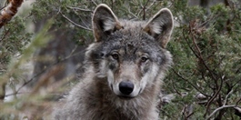 Genetisk verdifulle ulver er skutt