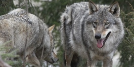Cirka 80 ulver i Norge
