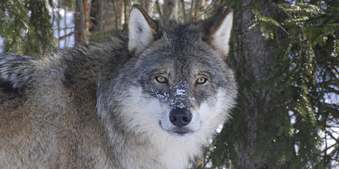 Har påvist 56-68 ulver i Norge