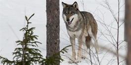 Har oppdaget genetisk viktig ulv