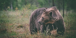 Bjørner med østlig opphav påvist i Sverige for første gang