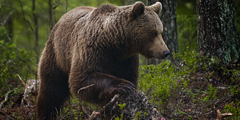 Illustrasjonsbilde brunbjørn Foto © Kjartan Trana