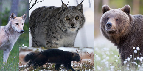 Fotomontasje. Foto av ulv, jerv og bjørn © Svein Wik. Foto av gaupe © Petter Kaald/Statens naturoppsyn.
