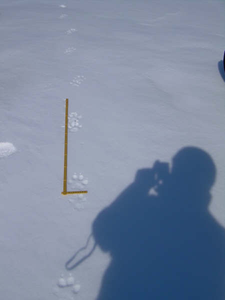 Ulvespor i snø