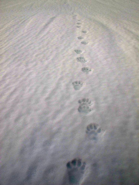 Jervespor i snø