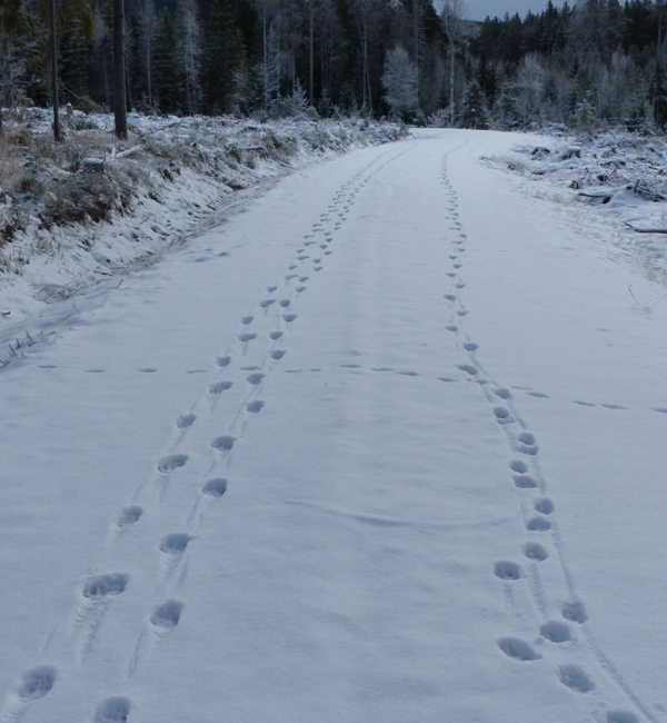 Sporrekke etter tre ulver