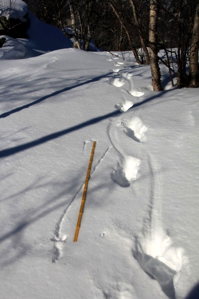 Sporløype etter gaupe i snø